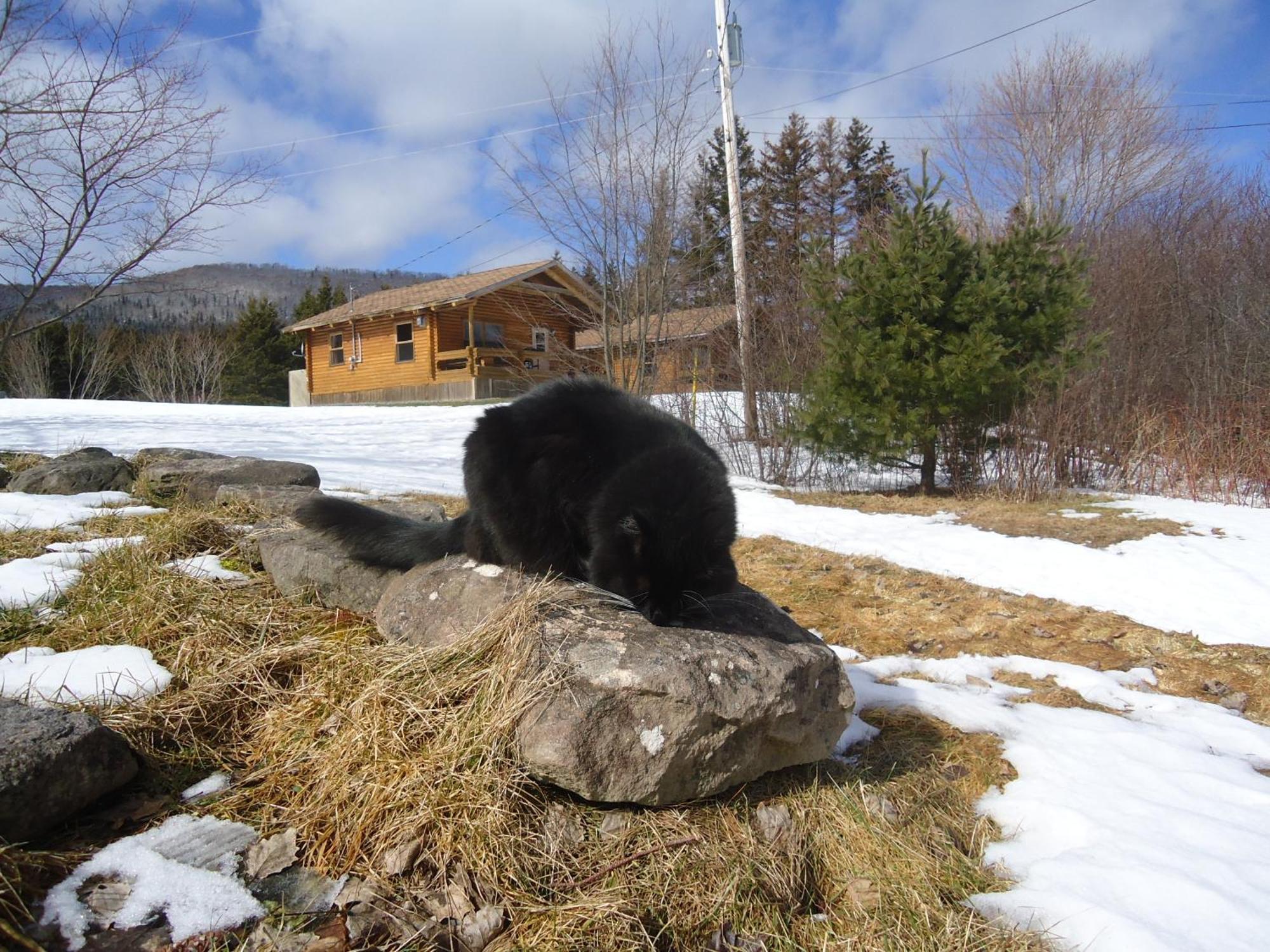 Cajun Cedar Log Cottages Margaree Forks Exterior foto